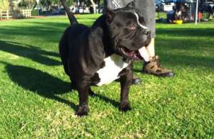 Golden Bully American Exotic Bully