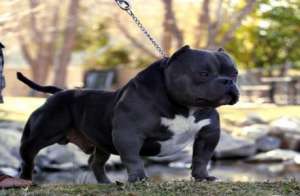 Karate Kid American Exotic Bully Picture foto pic