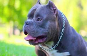 Mr Miagi American Exotic Bullies