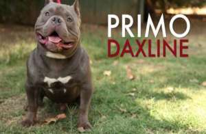 Primo DaxLine American Bully Exotic Foto pic