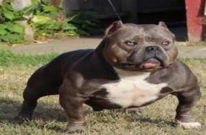 Uso American Exotic Bullies