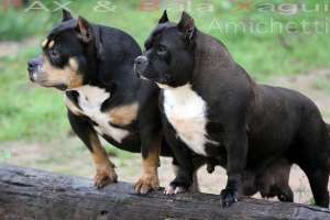 american-bully-exotic-bully super-american-bully-pitbull.html