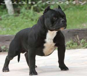 http://www.petclube.com.br/american-bully-exotic-bully/139-super-american-bully-pitbull.html