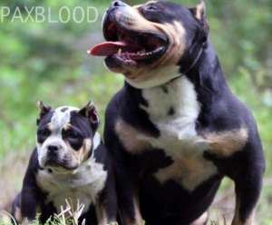 BOOM PAXBLOOD NEW GENERATION EXOTIC TRICOLOR BULLY