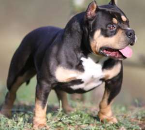 American Bully Gottyline Dax . The world most famous American