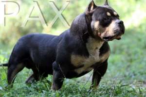 Extreme american bully puppies for sale sales