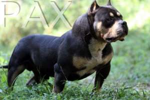 PAX DAXLINE XTREME BULLY