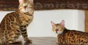 bengal cat pics amicats gatil 