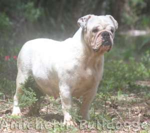 old english bulldog bully bulldog