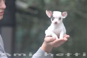 chihuahua puppies filhotes comprar venda canil amichetti