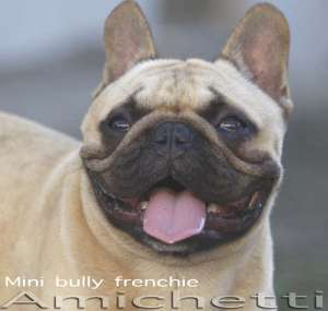 Mini bulldog francês Frenchie Mini bulldog