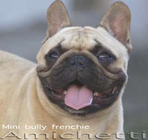 tricolor frenchie bulldog carrier Shark