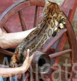 oncinha mini tigre mini-leopardo bengal original amicats