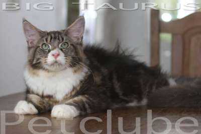 Taurus Bigger Maine Coon Petclube In World 7 months 10kg