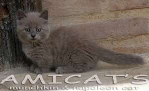 Napoleon Munchkin cat kitten pups sale filhotes gatil criadores Amicats