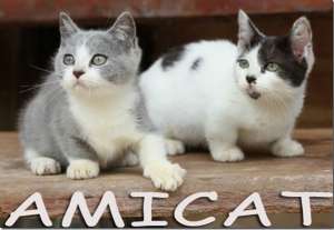 petclube cattery