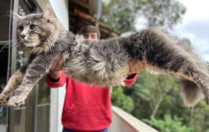 gatos gigantes Amicats maior gato das Americas 1,20 m