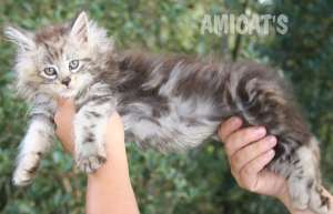 maine coon silver gatos gigantes fotos