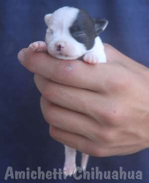 Chihuahua Branca do Canil Amigos Amichetti