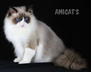 ragdoll