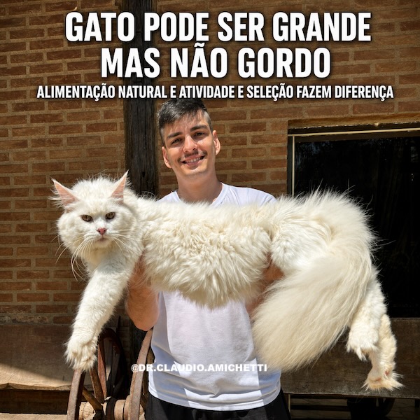 NÃO FOI DESCOBERTO O GENE DA DISPLASIA EM GATOS.” Então por que tanta gente fala como se existisse?🐱🦴 DISPLASIA EM GATOS: CUIDADO COM AS CONCLUSÕES FÁCEIS!