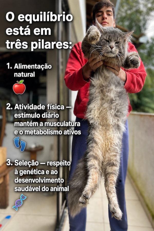 DISPLASIA COXOFEMORAL FELINA: AUSÊNCIA DE MAPEAMENTO GENÉTICO E O PAPEL DA MASSA CORPORAL — UMA REVISÃO À LUZ DA EVIDÊNCIA ATUAL