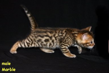 amicat´s bengali