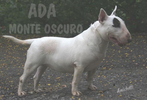 Importa&ccedil;&atilde;o bull terrier