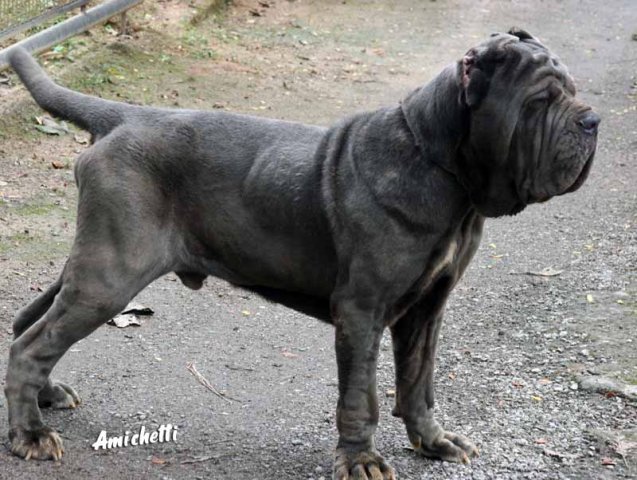 MASTINO NAPOLITANO