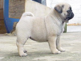 Pug