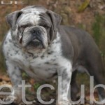 Bulldog  Inglês Colorido Cores Raras