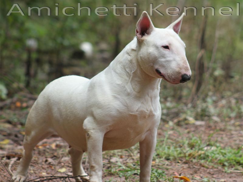 Filhotes Cães Bully Gatos Gigantes Criadores