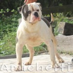 Olde English Bulldogge 