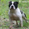 AMERICAN BULLY STAFFORDSHIRE PITBULL BLUE NOSE