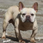 Bulldog Francês Blue Gene