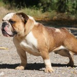 Bulldog Inglês &amp; English Bulldog Rare Color