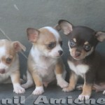 Chihuahua Mini Petclube