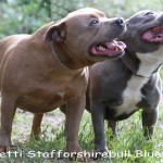 Blue Staffordshire Bull Terrier