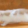 Gato Exótico Amicats