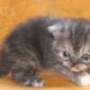 Gato Exótico Amicats