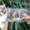 Gato Exótico Amicats