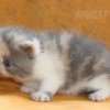 Gato Exótico Amicats