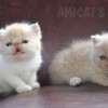 Gato Exótico Amicats