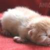 Gato Exótico Amicats