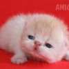 Gato Exótico Amicats