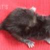 Gato Exótico Amicats