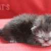 Gato Exótico Amicats