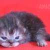 Gato Exótico Amicats