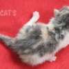 Gato Exótico Amicats