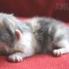 Gato Exótico Amicats